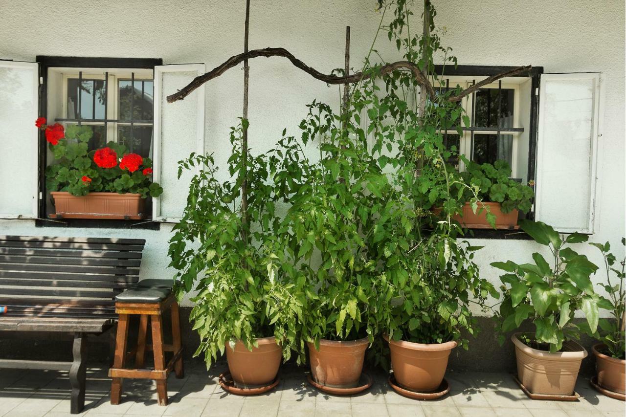 House, Garden And A Green Cat Блед Екстериор снимка